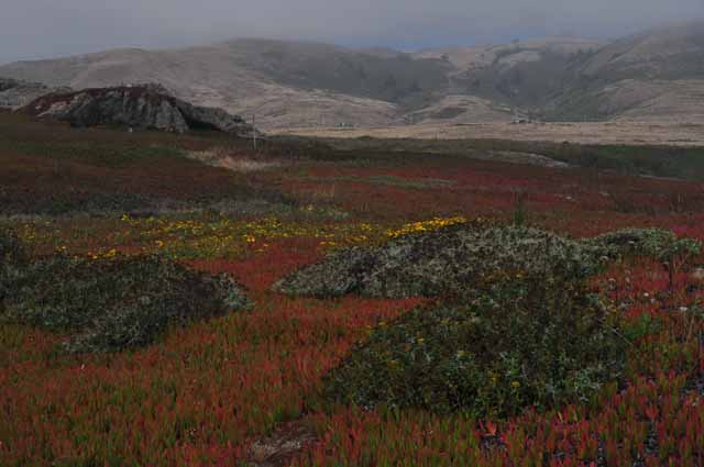 the Sonoma Coast